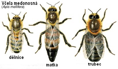 Druhy včel: Různé typy včel a jejich význam v našem ekosystému